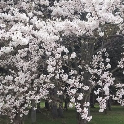 真駒内の桜